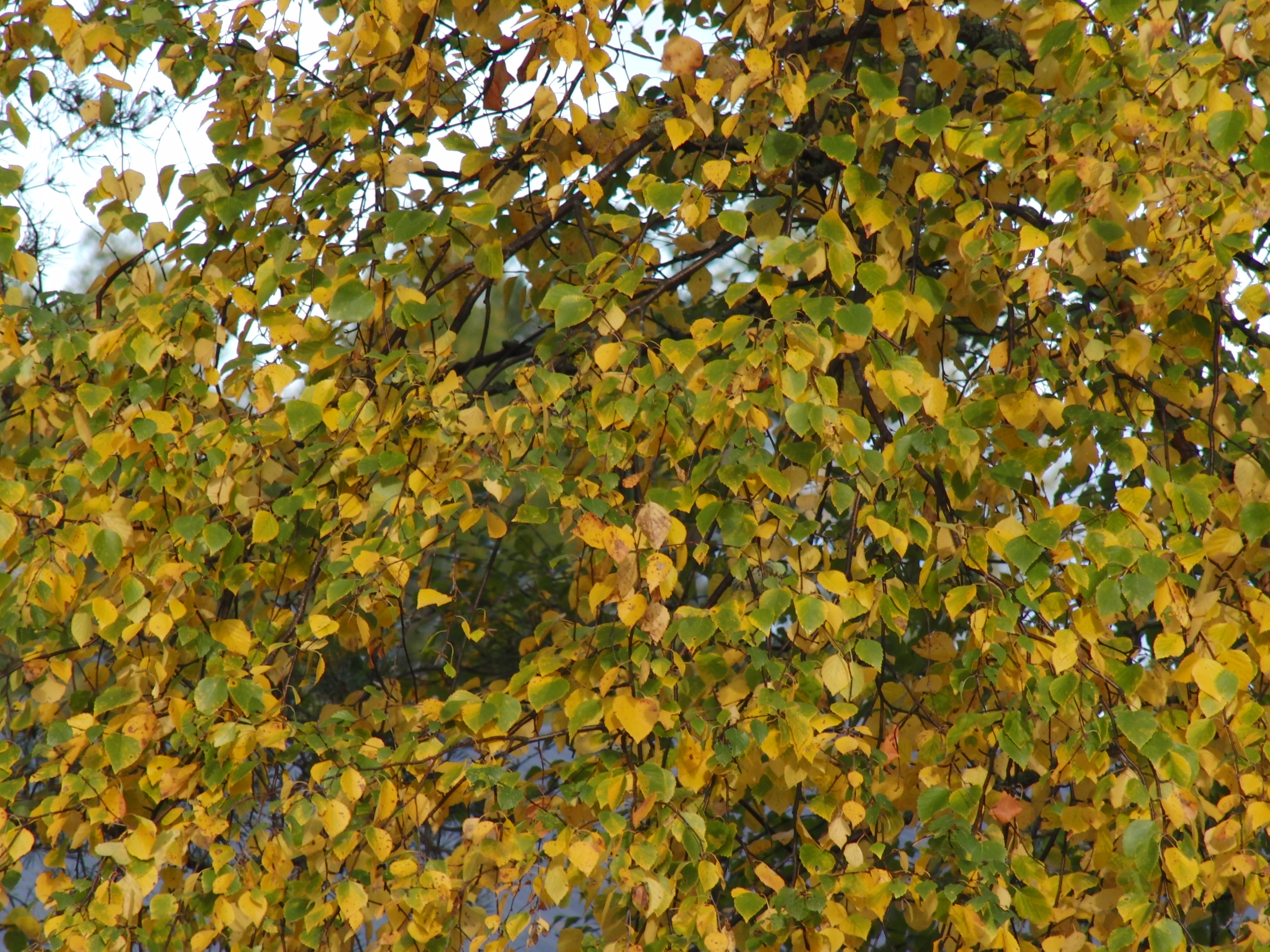 905_blogs.jpg?width=250