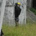 Viikkopelit 16.7-13 J&Auml;MS&Auml; 233