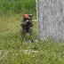 Viikkopelit 16.7-13 J&Auml;MS&Auml; 233