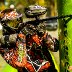 Sunny Day Games