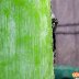 Hidden
