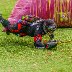 SPBL2026 Vierum&auml;ki - Fusion - 03