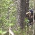 Korpikilta - Operaatio Pallosalama
