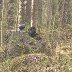 Korpikilta - Operaatio Pallosalama